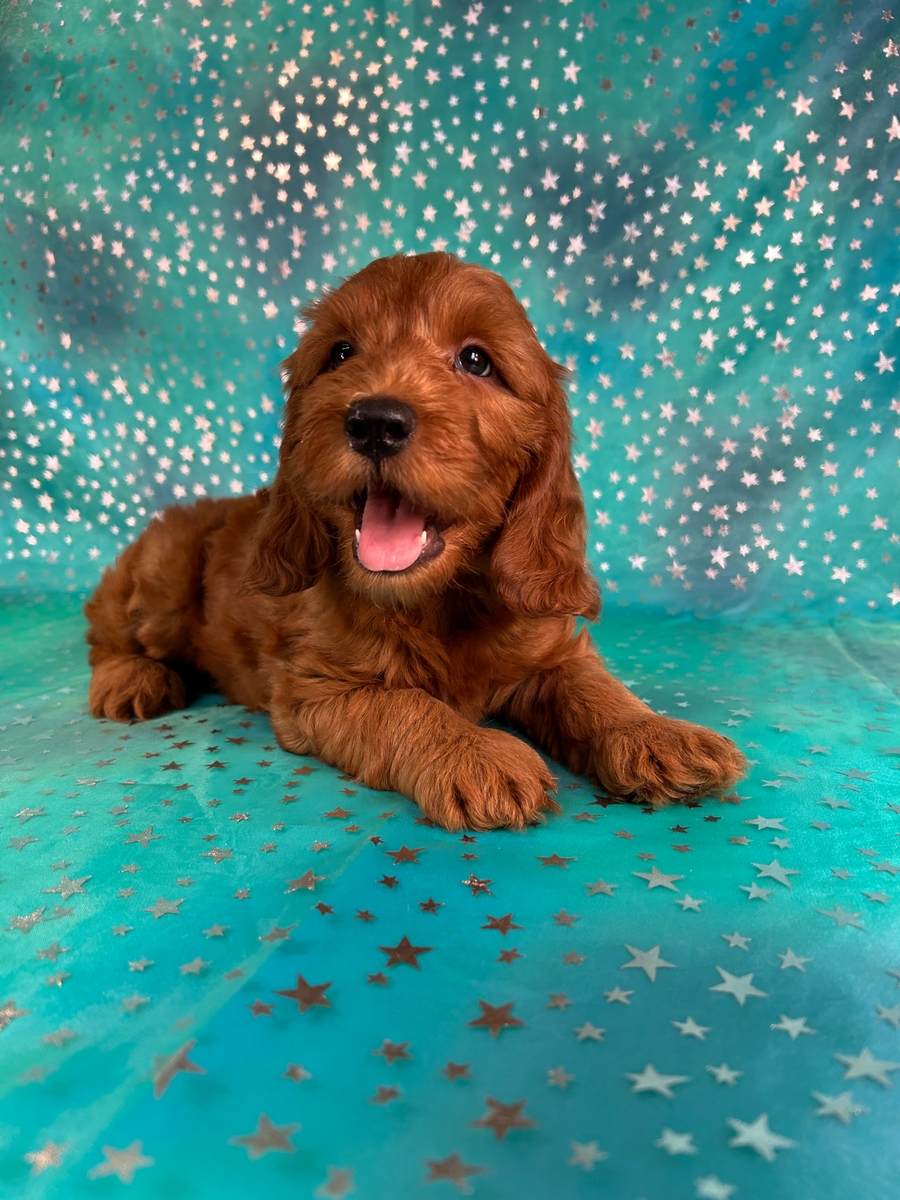 Male Mini Golden Doodle Puppy for Sale DOB 4-21-2026